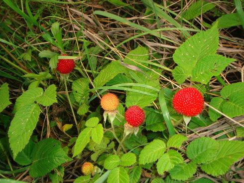 野草莓