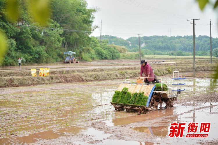 在衡阳市雁峰区岳屏镇公益村,农户抢抓雨后好天气,早稻插秧,抛秧井然