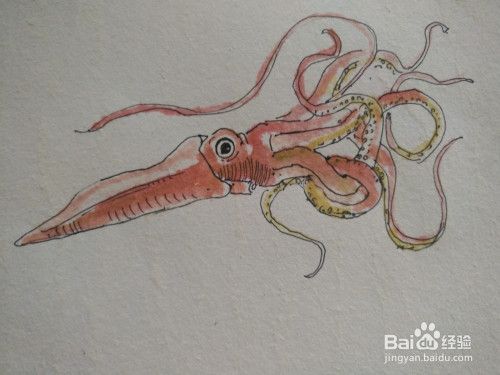 大王乌贼怎么画