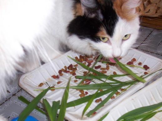 猫咪喜欢吃草,五月草嫩宜采集储存