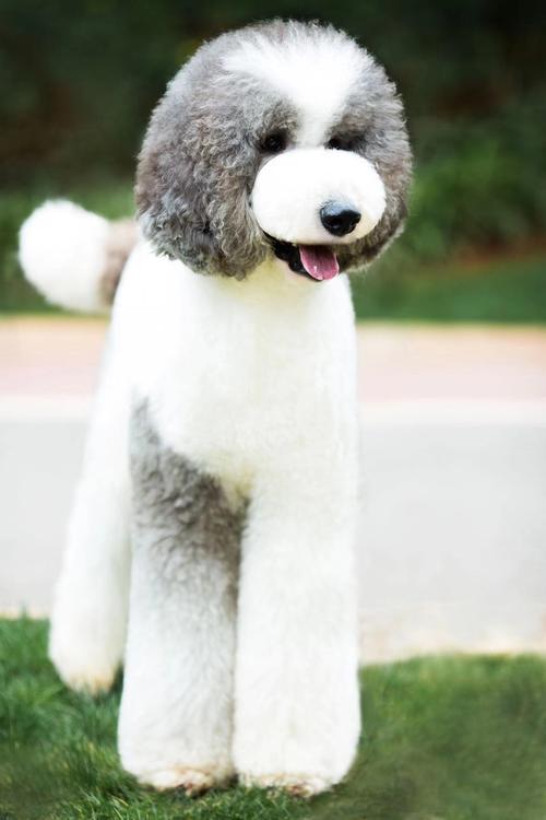 灰白花巨贵 - 幼犬定金