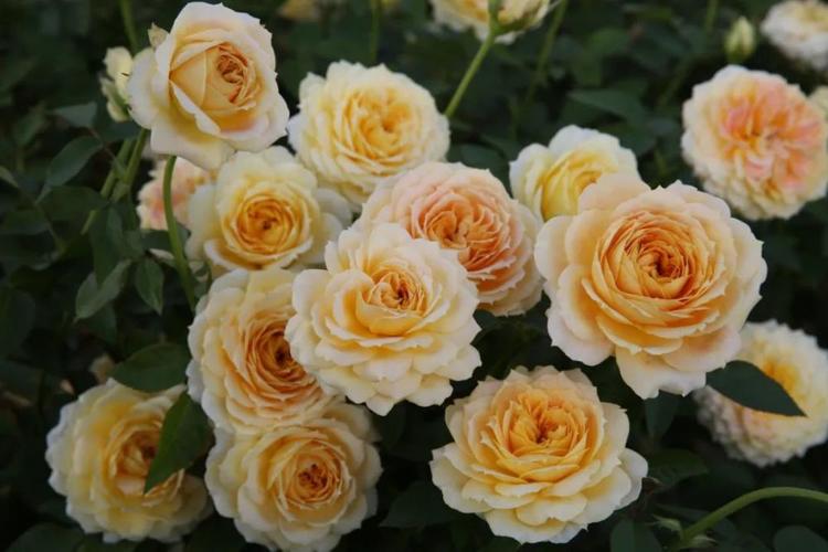 别让雨季毁了你的月季,10 耐雨淋月季推荐!