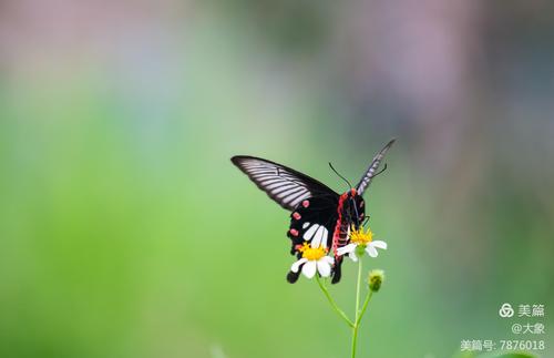 【蝶恋花】红珠凤蝶