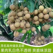 荔枝新鲜桂味5斤广东茂名高州孕妇水果很甜当季整箱包邮10j现货