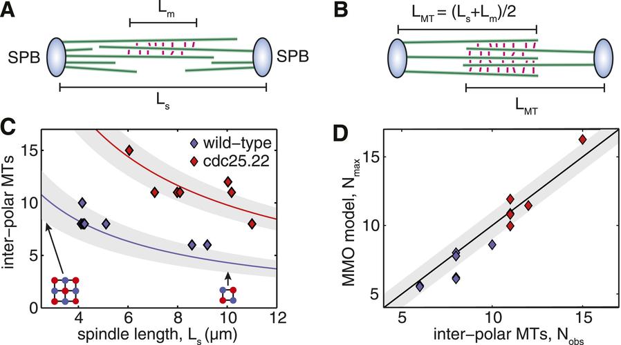 mechanical design principles of a mitotic spindle