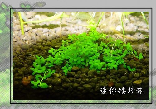 前景草矮珍珠好养吗?