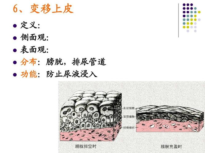 6,变移上皮           定义: 侧面观: 表面观: 分布:膀胱,排尿管道