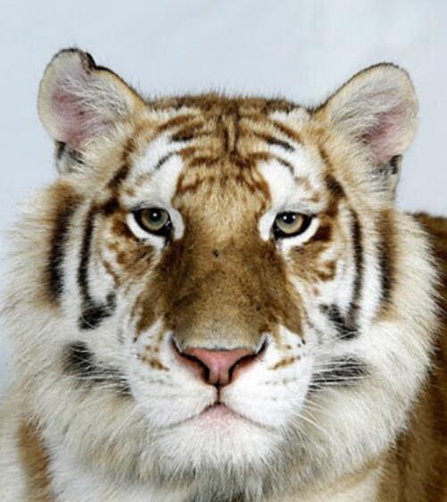 【与虎谋皮】盘点老虎的几种条纹色彩