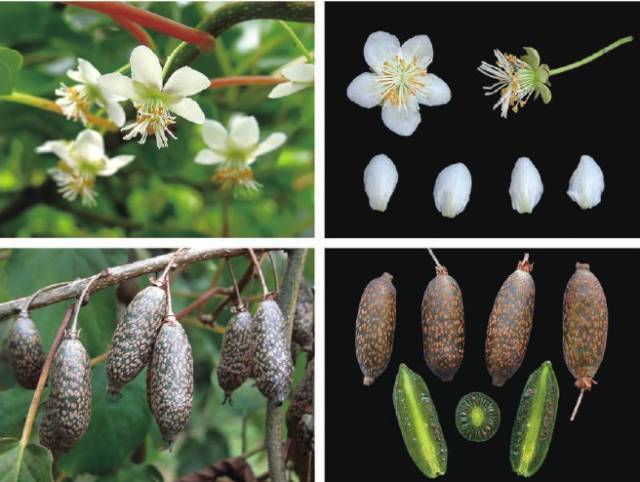 中国高等植物及其濒危状况