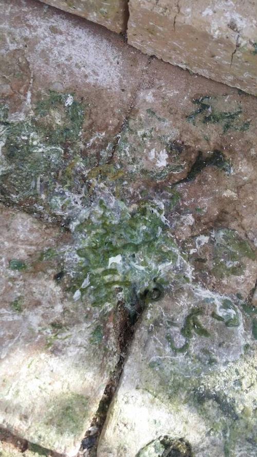 鸽子拉绿水便十几天了,怎么也治不好,有没有厉害的大师指点指点,前面