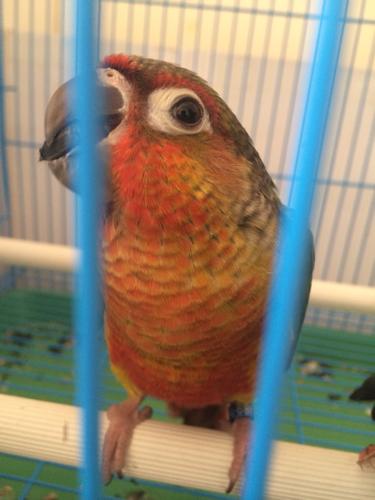 黄边小太阳鹦鹉,这是什么趴度?