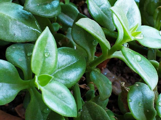 吃穿心莲叶子呕吐怎么回事—— 穿心莲属于寒性药物,有可能是药物导致