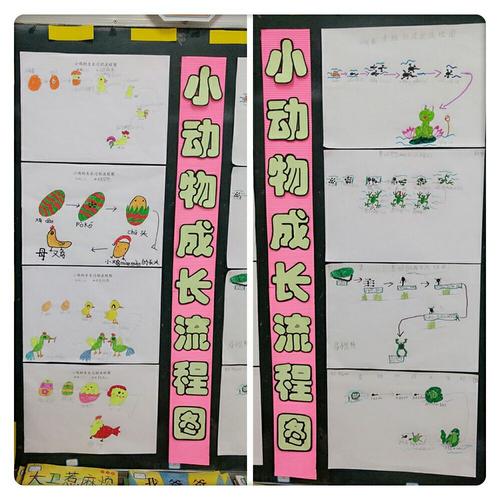我们知道了小鸡和青蛙的成长过程,看看我们画的他们的成长流程图吧!