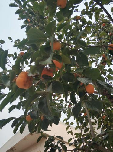 今秋我亲眼见到的秋果,秋色,秋天盛开的小花