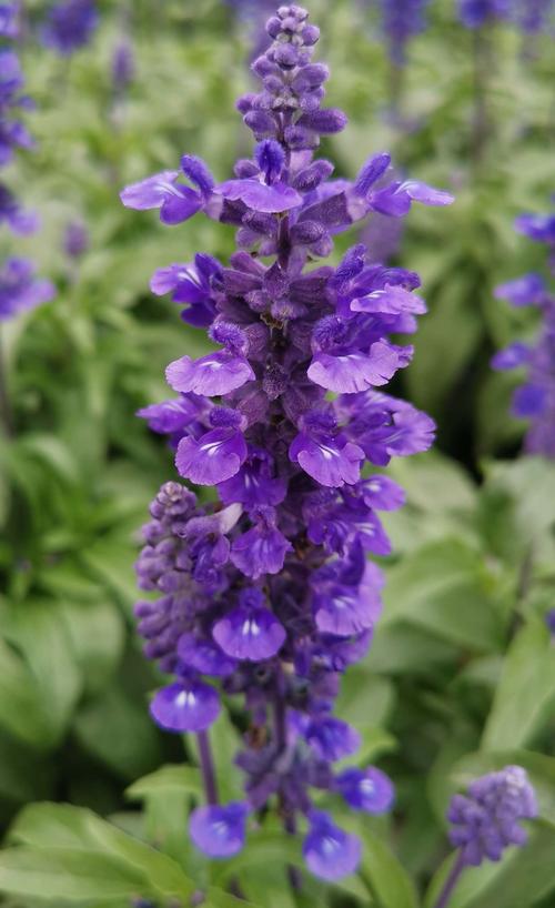 请欣赏薰衣草(鼠尾草),花语:等待爱情.拍于百万葵园.