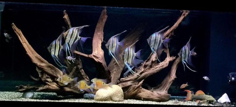 鱼缸沉木南美原生紫柚木流木造景骨架小缸摆件造型小号树桩草缸