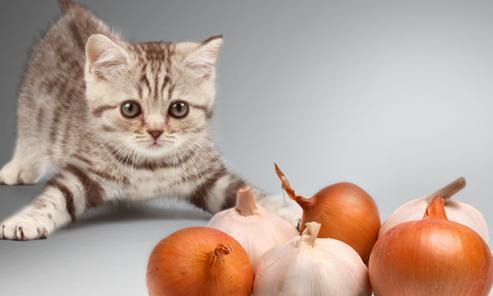 原创住手不要再给猫咪吃这8种食物了你是在谋杀它