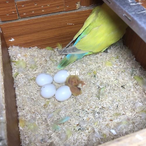 牡丹鹦鹉玄凤鹦鹉出壳了_牡丹_日本_手养牡丹鹦鹉_宠物_宠物其他