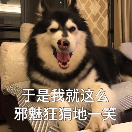 墨爷自制表情包.邪魅狂狷地一笑