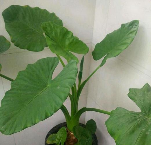 滴水观音有毒吗(滴水观音有毒但注意3点)