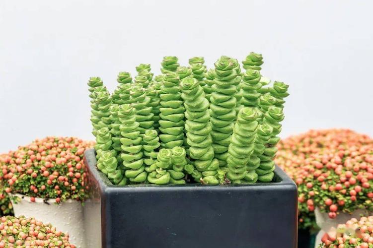 寓意好,形似串串铜钱的多肉钱串子,做好这5点,养着简单