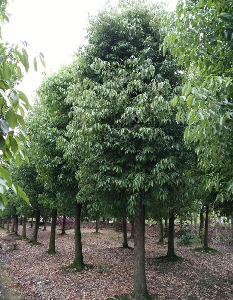 丛生香樟树价格 江苏全冠香樟树 丛生香樟树种植基地