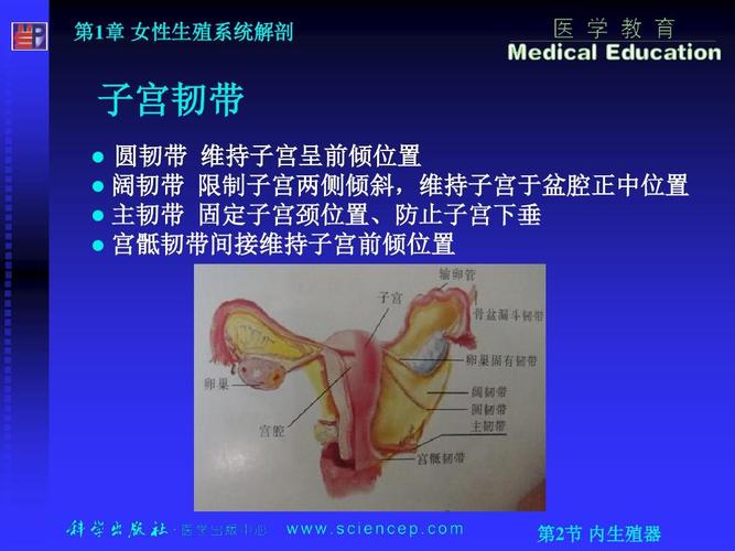 女性生殖系统详细解剖图ppt  第1章 女性生殖系统解剖 子宫韧带 圆