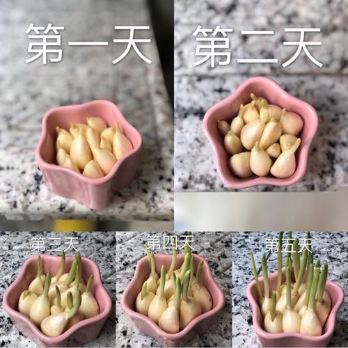 大蒜宝宝快长大-------青田实验小学三(3)向日葵中队观察日记