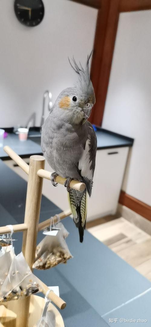 玄凤鹦鹉原始灰长大后头真的会变黄吗