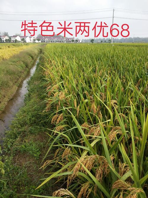 宇顺高科种业股份有限公司主自品种:优质特色红稻两优68,在安徽省水稻