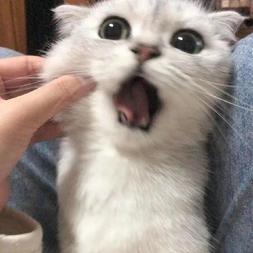 卖萌搞怪猫猫头