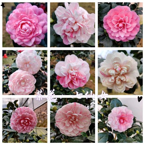 名贵品种:七仙女茶花一树多色重瓣盆栽花卉植物阳台