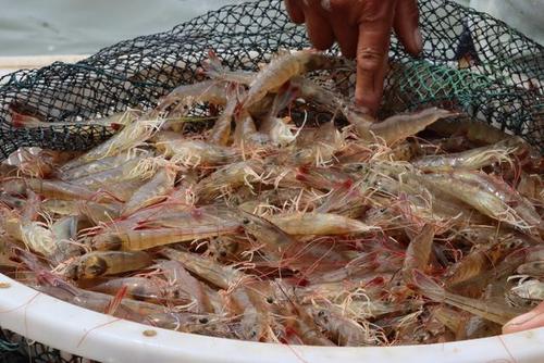一只盐田虾的出头之日今年滨州北海第一网盐田虾开捕