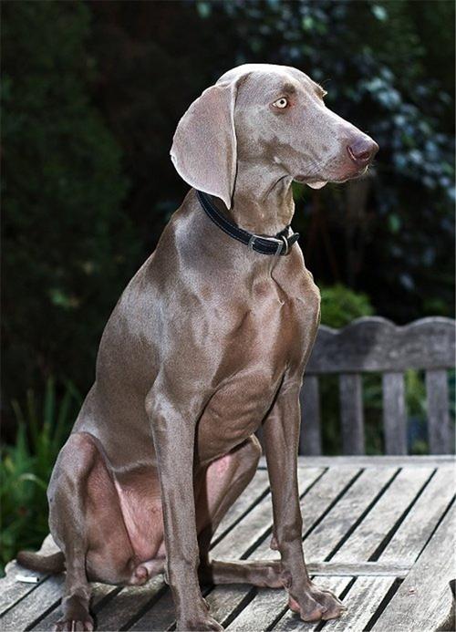 德国魏玛犬