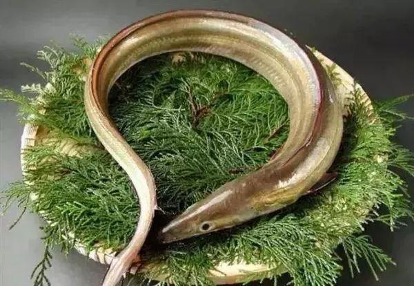 俗称白鳝,性平,味甘,能补虚弱,同时又属一种高蛋白,高脂肪食物.