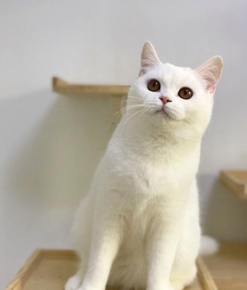g 赛级猫活体纯种英国短毛猫幼猫活体家养全白色英短立耳猫银渐层