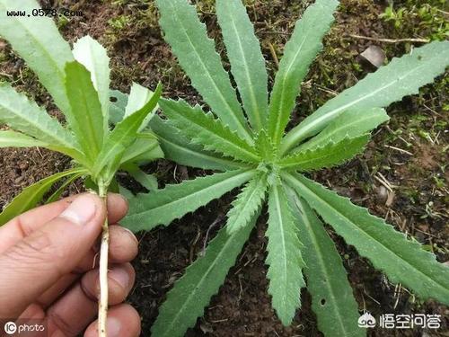 马刺根是一种什么植物?有什么功效?