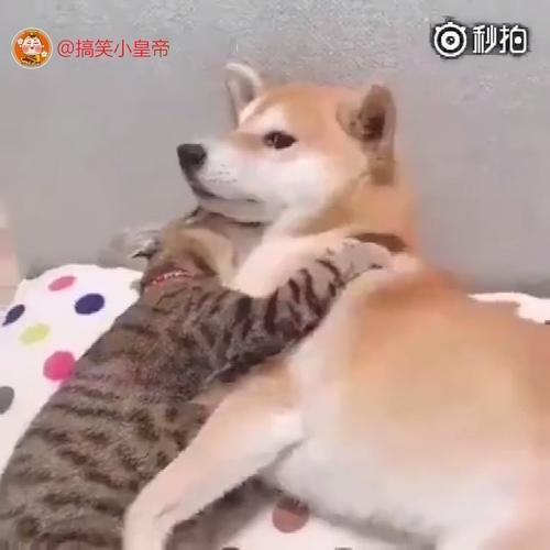 粘人的对象和无奈的你,可以说是很形象了! 奔跑吧搞笑老皇帝搞笑公