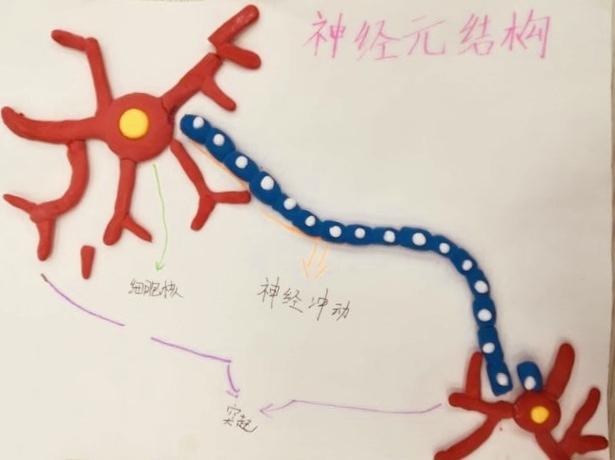 神经元模型 优秀作业展示