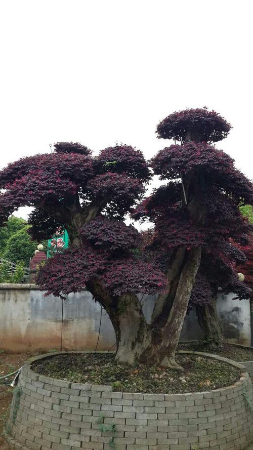 湖南红花继木桩 湖南红花继木盆景价格 供应20公分造型红花继木