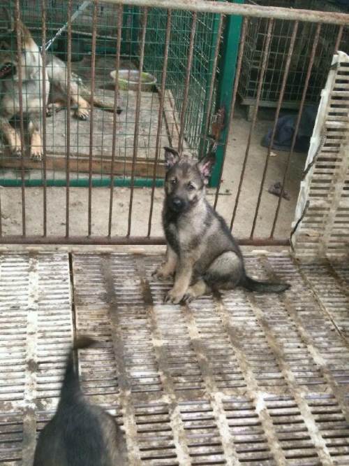 出售昆明犬幼犬5条