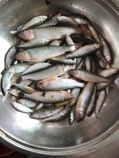 小河纯野生马口 - 钓鱼之家