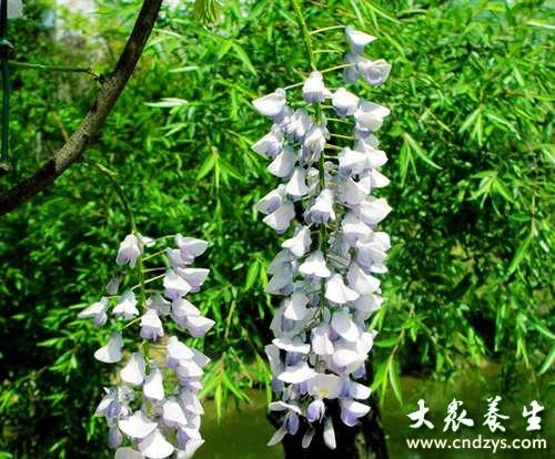 晾干的洋槐花能泡水喝吗 洋槐花的功效与作用及禁忌