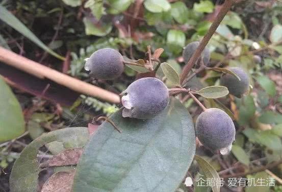桃金娘熟得紫色的时候最好吃,生津止渴,回味甘甜,吃完后舌头牙齿也会
