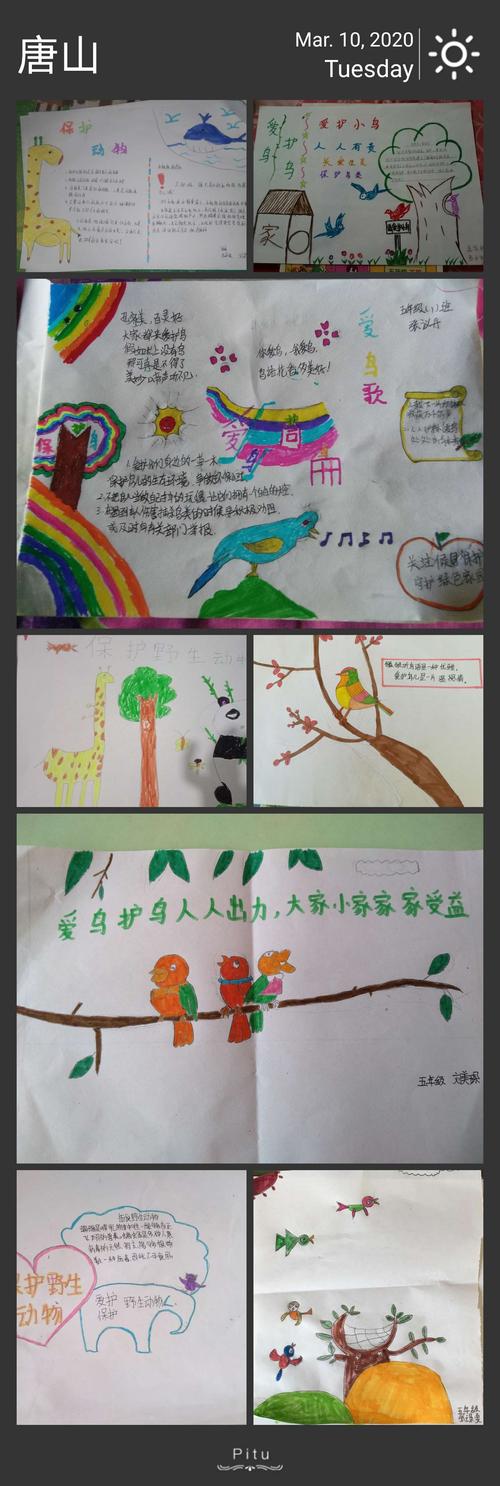 分校"爱鸟护鸟"活动简 写美篇 活动三 "尊重自然,珍爱生命"宣传画