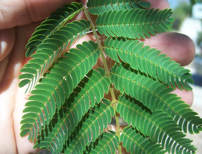 昼开夜合   合欢树是一种落叶乔木,其树叶有一种有趣的特性:   每当