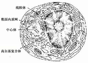 电镜下,胞质内含有大量平行排列的粗面内质网和游离的多核糖体.