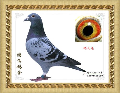 大连云飞王永贵先生支援 子代05年上海中荣实验