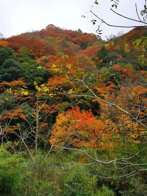 唐家河红叶