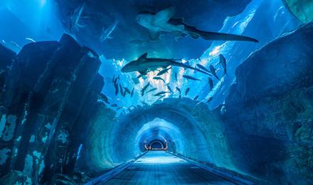 迪拜亚特兰蒂斯水上冒险乐园 失落的空间水族馆(极速出票 亲子玩嗨